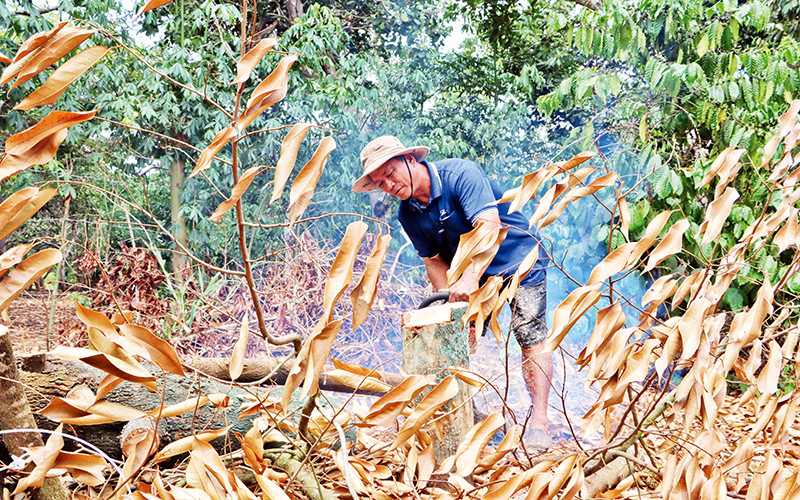 Một số vườn sầu riêng chết bất thường ở huyện Bù Đăng.