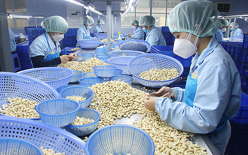 Sản xuất nhân hạt điều xuất khẩu ở một doanh nghiệp thuộc khu công nghiệp tại Phú Yên. (Ảnh VIỆT AN)