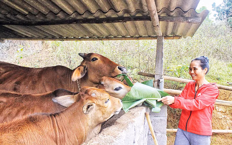 Những năm qua, toàn Ngân hàng Chính sách tỉnh Hòa Bình luôn sâu sát cơ sở, nắm bắt nhu cầu vay vốn nhằm chuyển tải vốn kịp thời đến người dân trên địa bàn.
