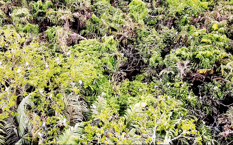 Vườn chim vạc của gia đình ông Hai Chìa ở xã Tân Mỹ, huyện Trà Ôn, tỉnh Vĩnh Long.