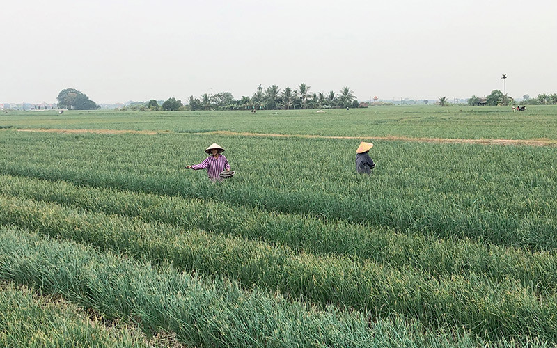 Nông dân tỉnh Hải Dương chăm sóc cây hành vụ đông.