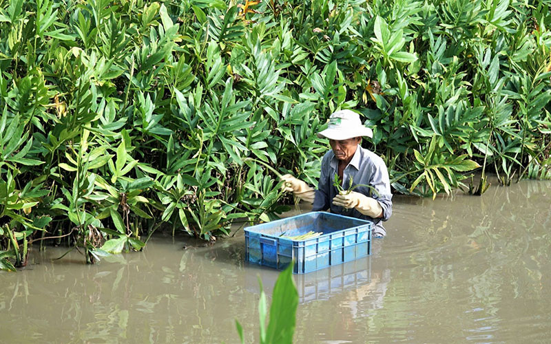 Thu hoạch rau móp mọc trong kênh, rạch.