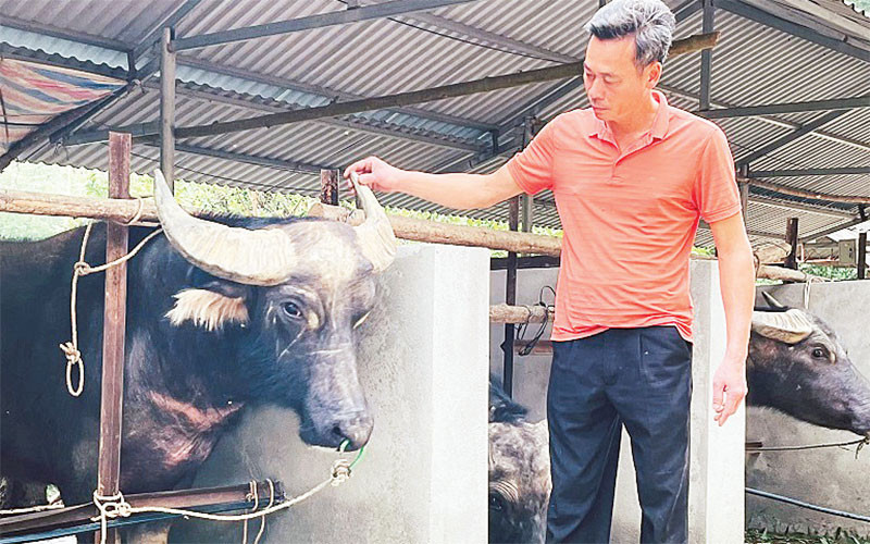 Anh Lê Mai Hiền chăm sóc đàn trâu nuôi nhốt.