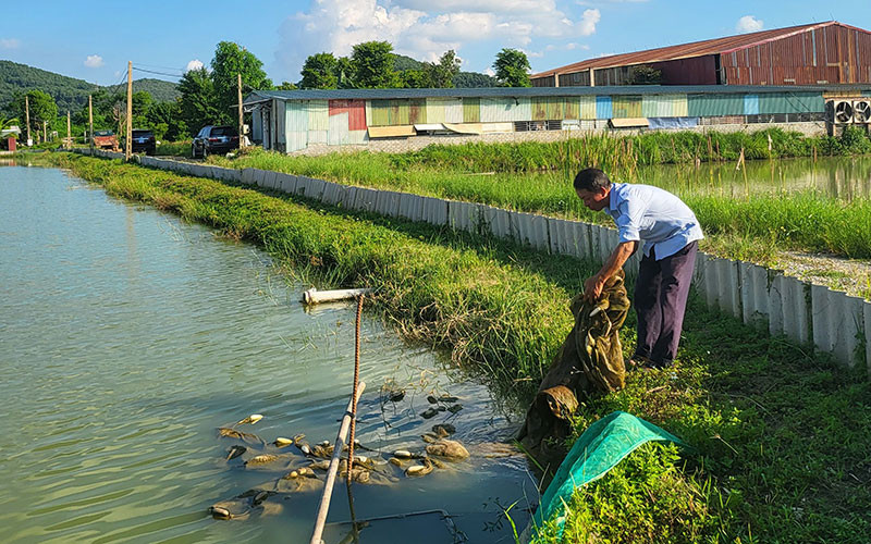 Ao nuôi cua da trên đất bãi sông của một hợp tác xã ở xã Đồng Việt, huyện Yên Dũng (Bắc Giang).