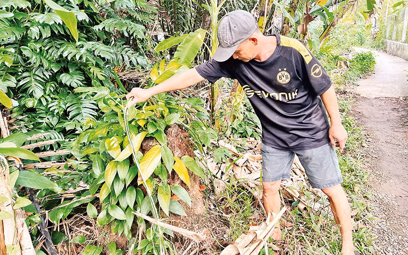 Gốc dừa mục được tìm mua để đào lấy rễ. 