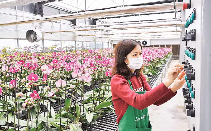 Vận hành hệ thống chăm sóc hoa lan hồ điệp tại trang trại Mê Linh F-Farm. (Ảnh ĐĂNG ANH)