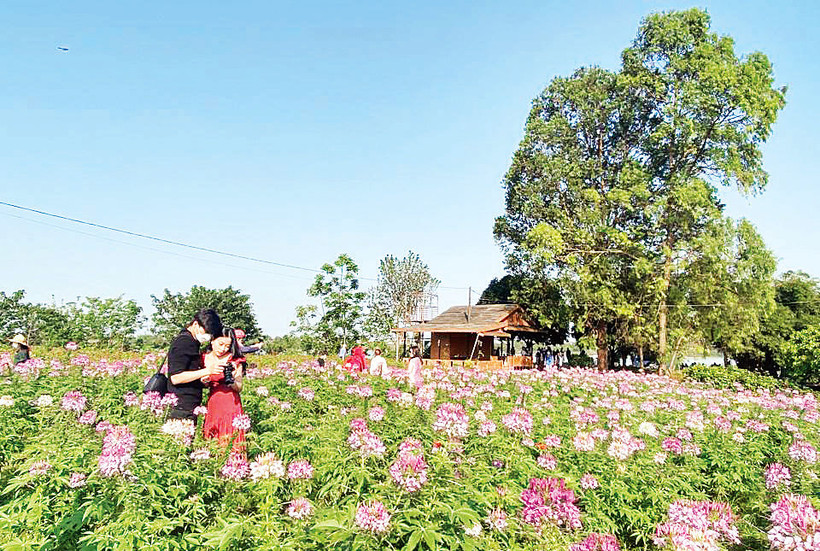 Bãi đá sông Hồng thu hút giới trẻ với không gian ngập tràn sắc hoa.