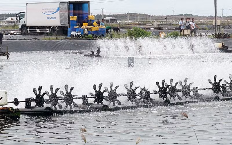 Trang trại nuôi tôm công nghiệp chất lượng cao của Công ty Sao ta (Sóc Trăng). 