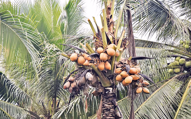 Sâu đầu đen gây hại nặng trên các vườn dừa của nông dân ở xã Xuân Đông, huyện Chợ Gạo, tỉnh Tiền Giang.