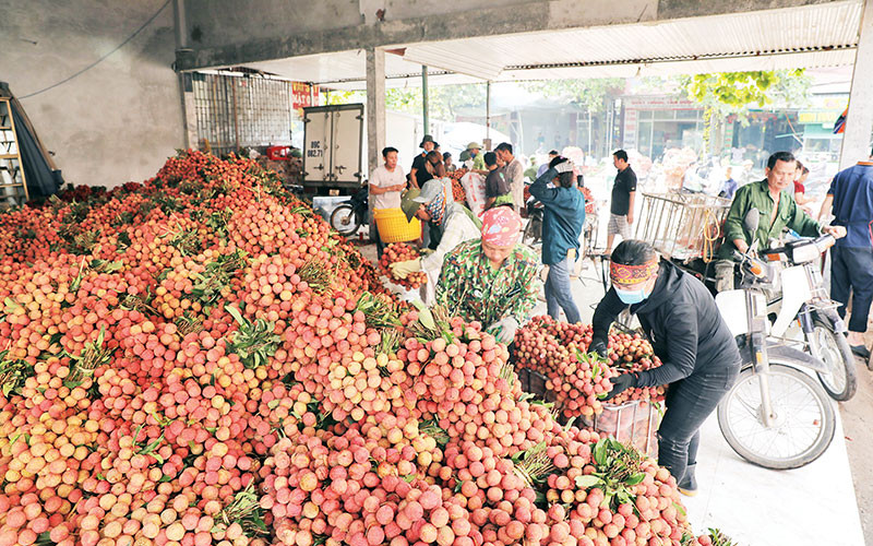  Người dân vận chuyển, bán vải cho thương lái.