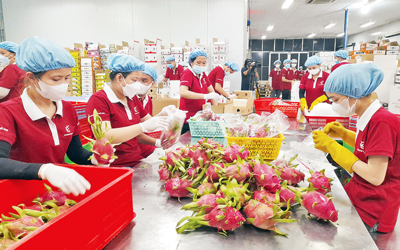 Doanh nghiệp Hoàng Phát, thị trấn Tầm Vu (huyện Châu Thành) sơ chế trái thanh long trồng theo tiêu chuẩn GlobalGAP để xuất khẩu vào thị trường Mỹ.