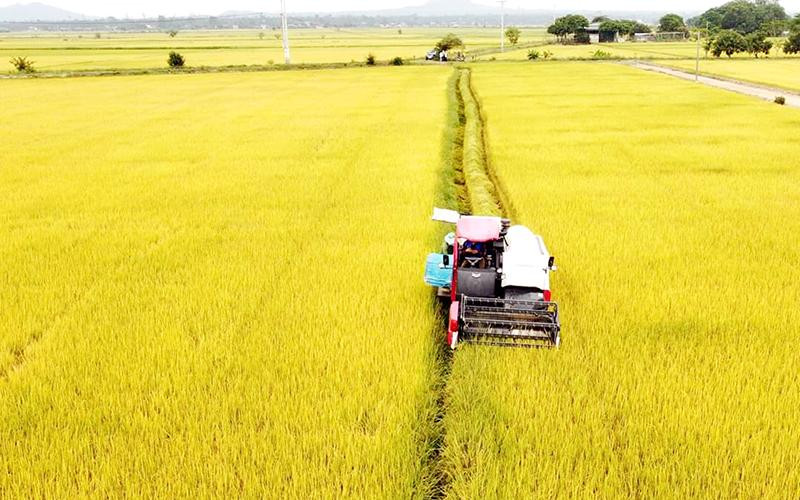Mùa thu hoạch tại Đắk Nông.