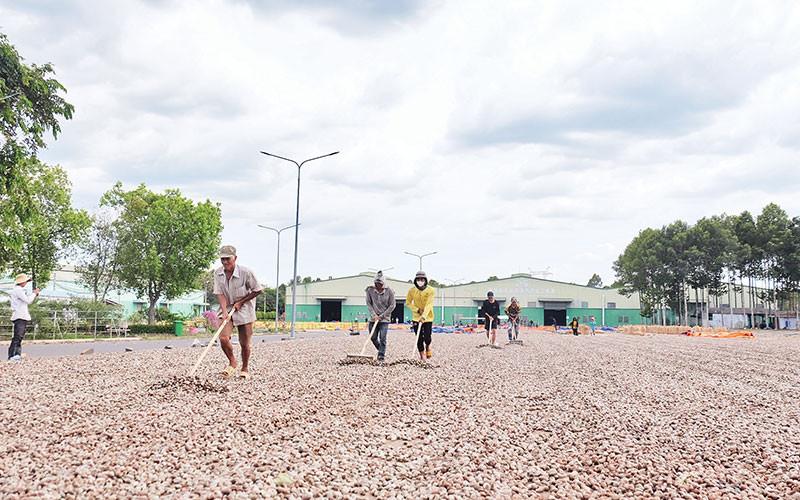 Hạt điều thô sau khi tách nhân sẽ được các doanh nghiệp thu mua để chiết xuất lấy dầu, phần bã được tận dụng làm chất đốt.