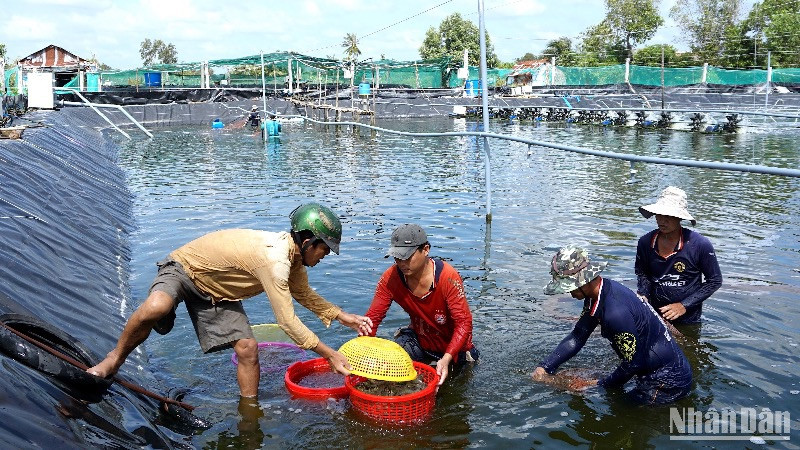 Tôm nuôi theo hình thức thâm canh và siêu thâm canh chiếm phần lớn sản lượng tôm tại Cà Mau. 