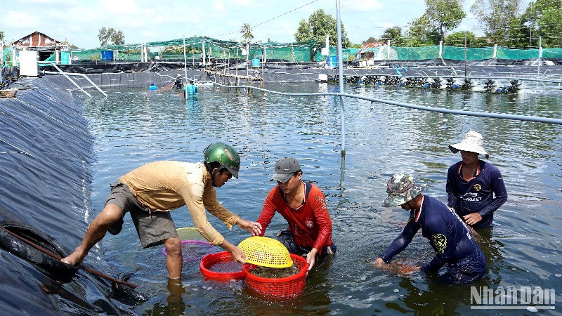 Nông dân Cà Mau thu hoạch tôm nuôi theo hình thức siêu thâm canh năng suất cao.