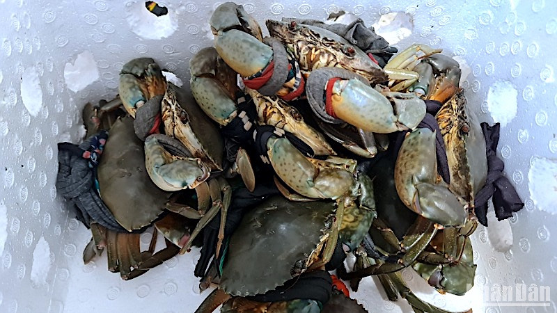 Cua thu hoạch trong dân vùng mặn Cà Mau chuẩn bị bán cho thương lái, giá dao động từ 200.000-500.000đ/kg.