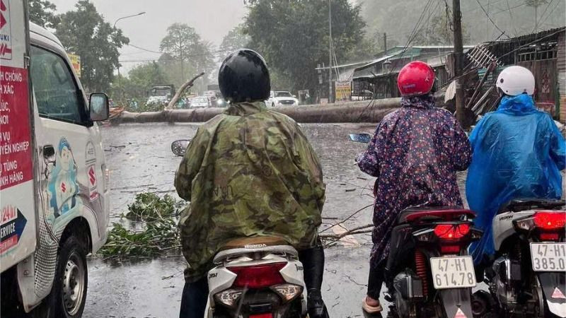 Mưa to, gió lớn quật ngã cây cổ thụ nằm chắn ngang Tỉnh lộ 8 nối từ thành phố Buôn Ma Thuột về huyện Cư M'gar, gây ách tắc giao thông.