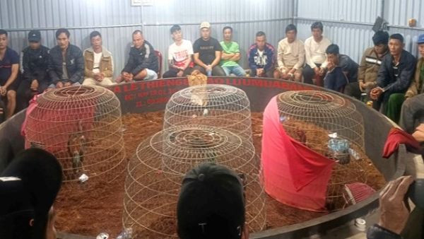 Cơ quan Công an bắt quả tang 50 đối tượng đang tham gia cá cược đá gà, thu giữ sáu con gà và 130 triệu đồng tiền mặt, cùng một số tang vật các đối tượng sử dụng đánh bạc.