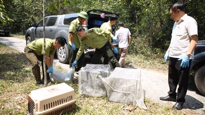 Các đơn vị vận chuyển số động vật hoang dã đến Vườn quốc gia Chư Yang Sin để thả về với tự nhiên.