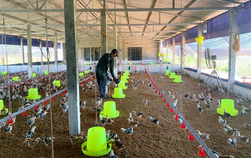 Mô hình chăn nuôi gà thịt của gia đình anh Lê Văn Thế, xóm 4, xã Diễn Trung vay 100 triệu đồng từ Ngân hàng chính sách xã hội.