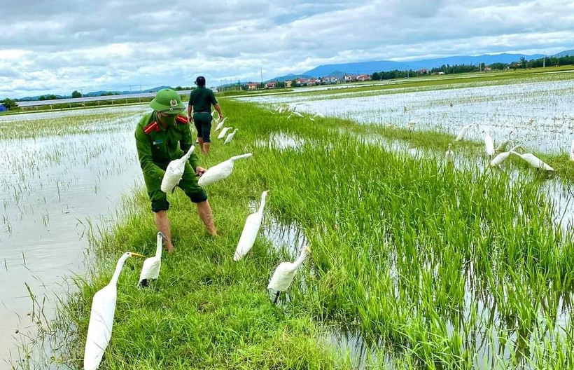 Thu gom, tiêu hủy cò giả mà các đối tượng dựng lên để dụ bẫy chim di cư 