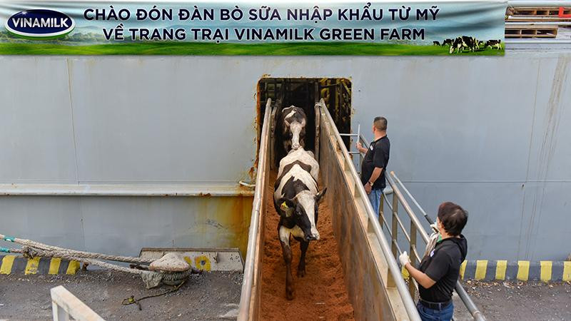 Liên tục trong 2 ngày 6 và 7/7, đàn bò tơ và bò mang thai nhập khẩu từ Mỹ đã cập cảng Nghi Sơn và Dung Quất để về mái nhà mới là các trang trại Vinamilk Green Farm tại Thanh Hóa và Quảng Ngãi.