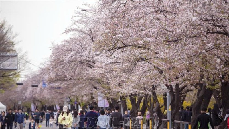 Lễ hội hoa Anh đào lớn nhất Thủ đô Seoul luôn là điểm đến hấp dẫn của người dân Xứ sở Kim Chi. (Ảnh minh họa: Anh Nguyên/PV TTXVN tại Hàn Quốc)