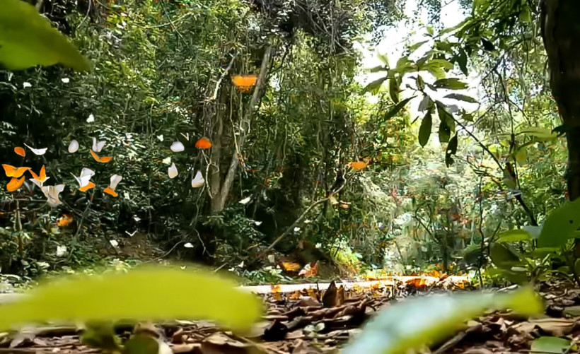Với những ai yêu thiên nhiên, sự thanh bình thì "thiên đường bướm" ở Cúc Phương là điểm dừng chân lý tưởng để lưu giữ lại những khoảnh khắc đặc biệt bên những đàn bướm xinh tươi.