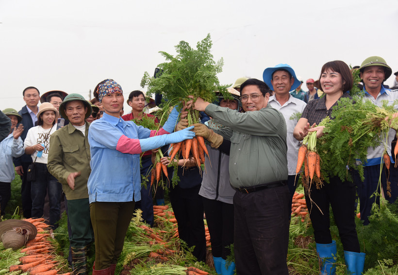 Thủ tướng Phạm Minh Chính thu hoạch cà rốt cùng nông dân xã Đức Chính, huyện Cẩm Giàng.