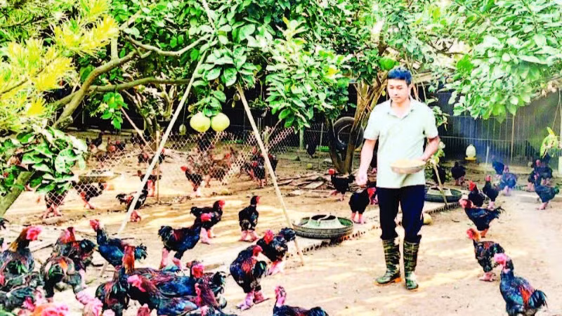 Chăn nuôi theo quy trình VietGAP của hộ thành viên HTX chăn nuôi và kinh doanh gà Đông Tảo, huyện Khoái Châu, tỉnh Hưng Yên.