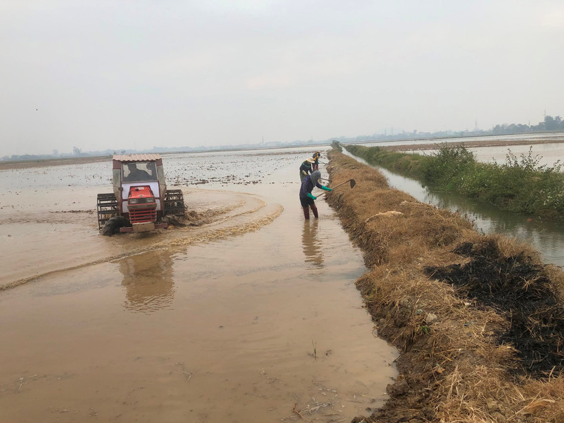 Bà con nông dân huyện Vụ Bản (Nam Định) làm đất chuẩn bị gieo cấy lúa vụ đông xuân 2024-2025. 