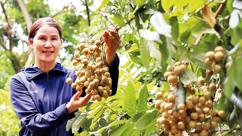 Mỗi vụ nhãn, gia đình bà Nguyễn Thị Duyên thu lãi 1,6 tỷ đồng. 