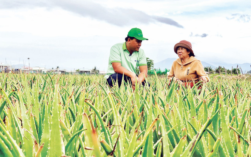 Bà Trương Thị Phượng (bên phải) liên kết trồng nha đam cho doanh nghiệp Thành phố Hồ Chí Minh bảo đảm đầu ra ổn định. 