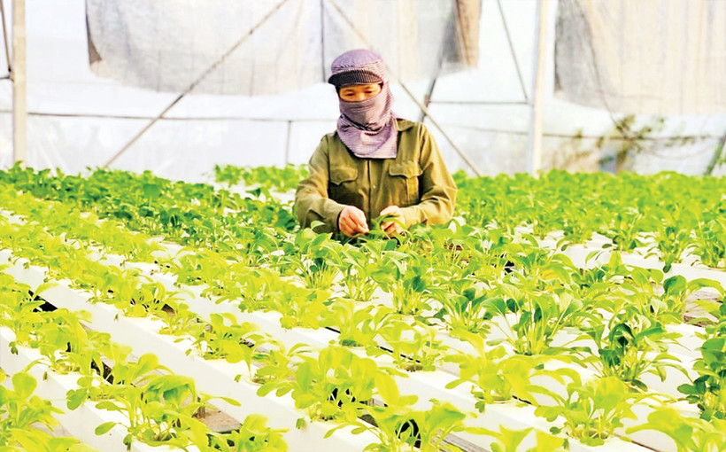 Ứng dụng công nghệ cao trong sản xuất nông nghiệp tại huyện Thanh Trì. 