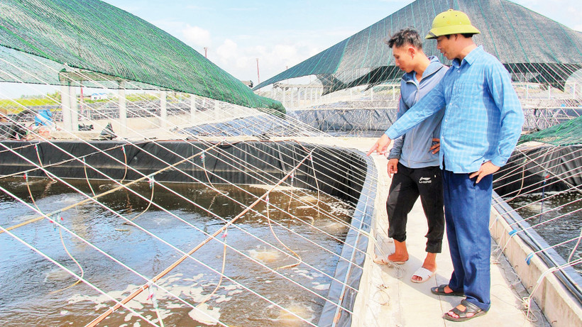 Anh Nguyễn Đại Dương giới thiệu hệ thống đầm nuôi thủy sản trong trang trại của gia đình ở xã Giao An (huyện Giao Thủy, Nam Định). 