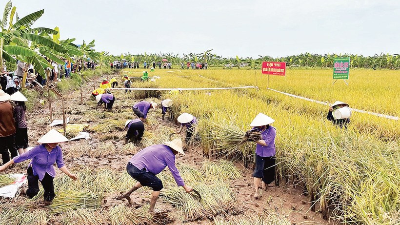Các đội thi gặt lúa tại Ngày hội lúa, rươi hữu cơ ở Tứ Kỳ. 
