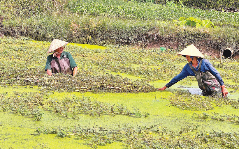 Làng rau nhút quận 2 giữa lòng thành phố. 
