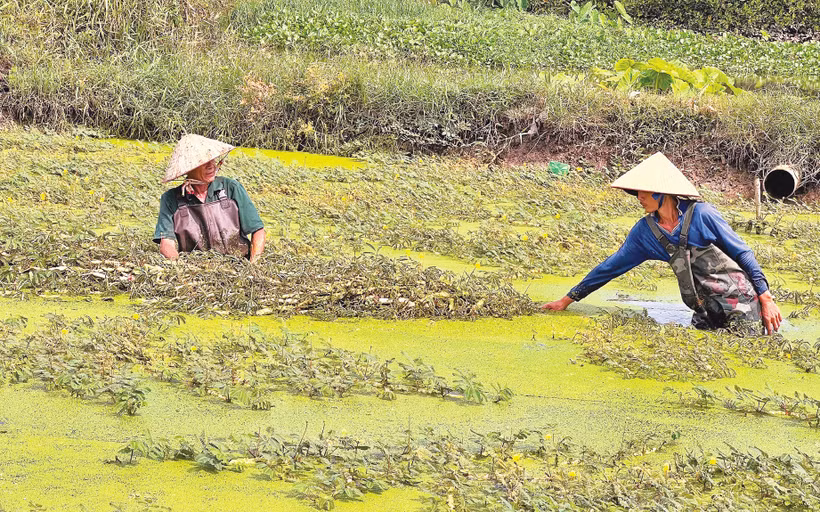 Làng rau nhút quận 2 giữa lòng thành phố. 