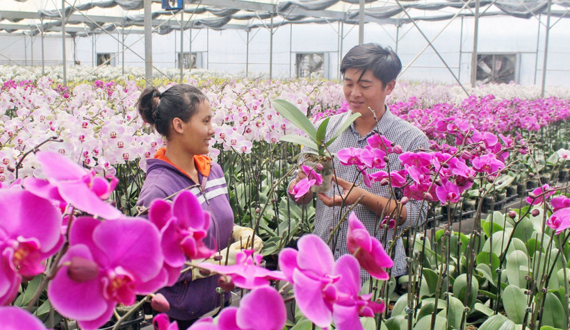 Trang trại YSA Orchid chuyên trồng hoa lan hồ điệp tại xã Đạ Ròn, huyện Đơn Dương, tỉnh Lâm Đồng. 