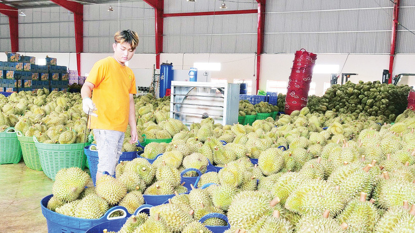 Sầu riêng Ba Đảo ở thị xã Phước Long đang được xuất khẩu chính ngạch sang các thị trường khó tính. 