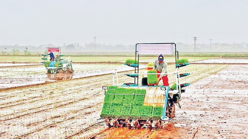Gieo cấy lúa vụ xuân tại xã Nam Tiến, huyện Phú Xuyên. (Ảnh Hương Giang) 