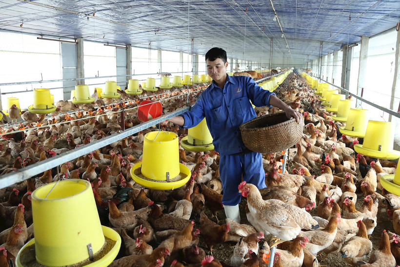 Thành phố Hà Nội khuyến khích đầu tư, nhân rộng các mô hình chăn nuôi tuần hoàn. (Ảnh Thúy Nga) 