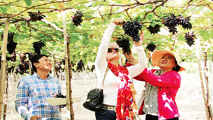 Trang trại nho Hoàng Yến của nông dân Tống Minh Hoàng ở xã Phước Thuận, huyện Ninh Phước. 