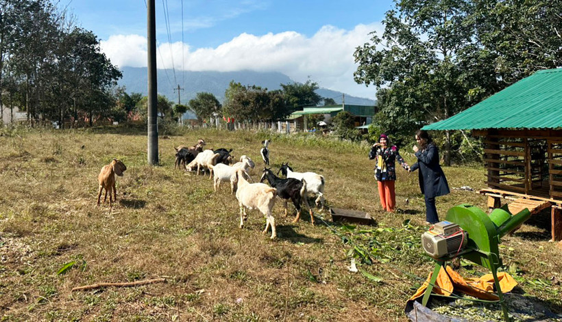 Mô hình nuôi dê bán tự nhiên tại xã Đăk Na, huyện Tu Mơ Rông