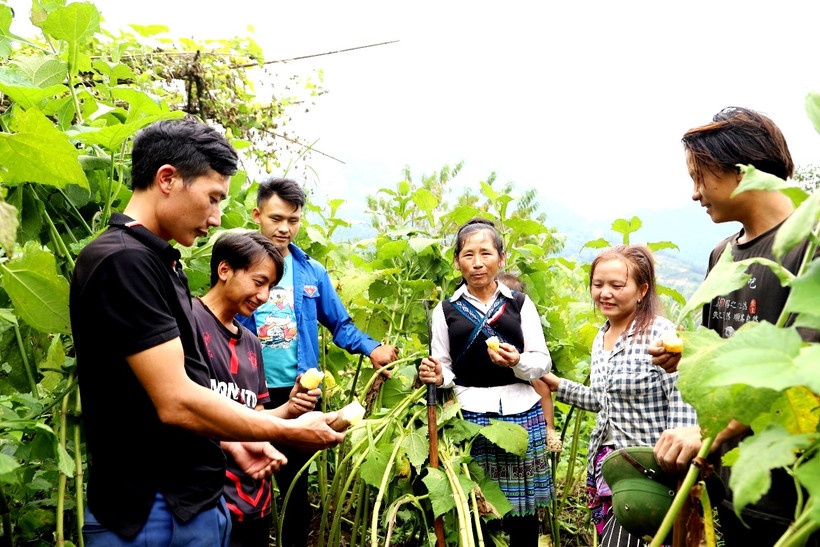  Bí thư chi bộ Vàng A Sáo, dân tộc H’Mông (ngoài cùng bên trái) hướng dẫn dẫn bà con thôn Hồng Ngài thu hoạch sâm đất Hoàng Sin Cô. Ảnh: TUẤN NGỌC