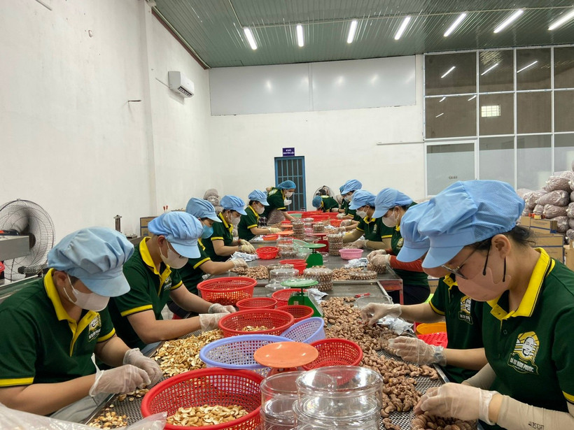 Đóng gói sản phẩm hạt điều tại Công ty cổ phần Tập đoàn Gia Bảo (thành phố Đồng Xoài, tỉnh Bình Phước). 