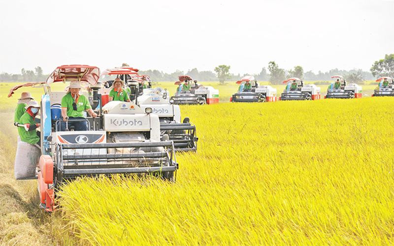 Thu hoạch lúa trên cánh đồng huyện Thoại Sơn, tỉnh An Giang. (Ảnh Minh Anh) 