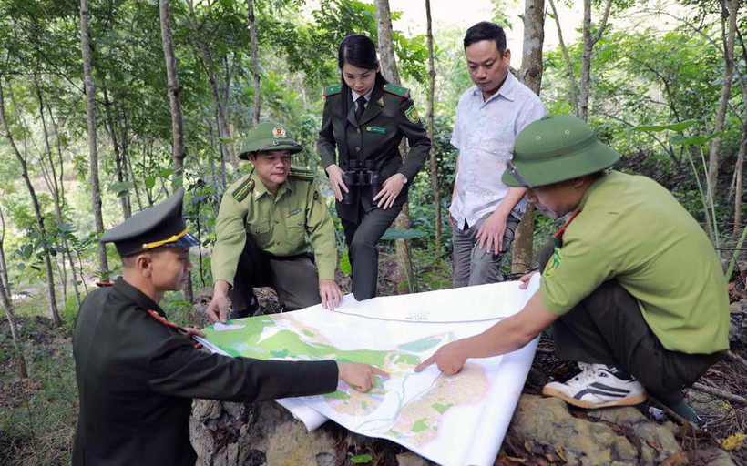 Lực lượng Kiểm lâm tỉnh Bắc Kạn phối hợp với chủ rừng bảo vệ rừng trồng tại xã Quảng Chu, huyện Chợ Mới. (Ảnh VŨ SINH) 