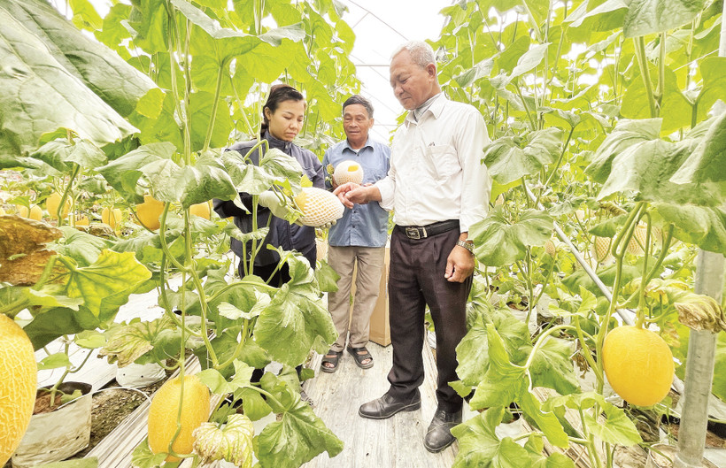 Lãnh đạo Hợp tác xã Tân Minh Đức kiểm tra chất lượng sản phẩm dưa vàng trồng trong nhà màng. 