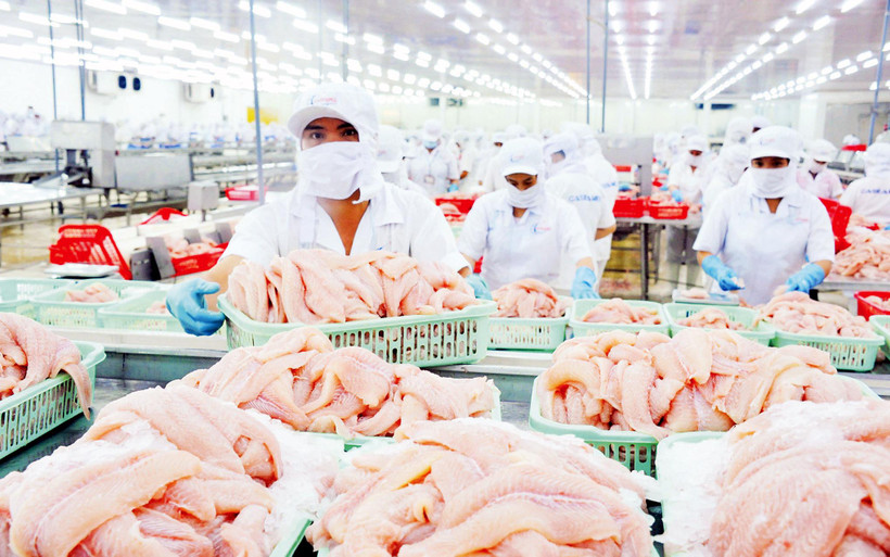 Chế biến cá tra tại doanh nghiệp IDI, Tập đoàn Sao Mai. (Ảnh LÊ HOÀNG VŨ) 